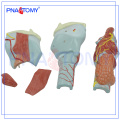 PNT-0440 As cartilagens laringe expansão anatomia modelo anatomia plástica modelo